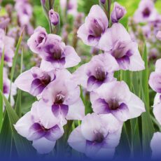 8718641998939 1 Glamini Tina.jpg